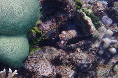 Chaetodon meyeri