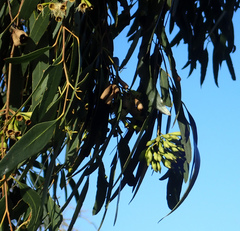 Eucalyptus ochrophloia