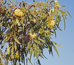 Eucalyptus ochrophloia