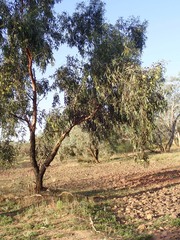 Eucalyptus ochrophloia