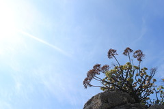 Aeonium haworthii