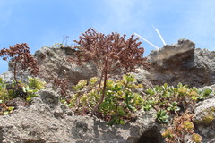 Aeonium haworthii