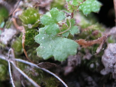 Hydrocotyle callicarpa