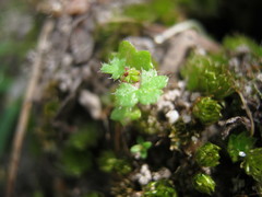 Hydrocotyle callicarpa
