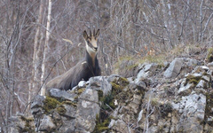 Rupicapra rupicapra balcanica