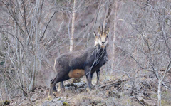 Rupicapra rupicapra balcanica