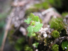Hydrocotyle callicarpa