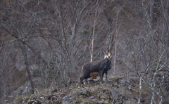 Rupicapra rupicapra balcanica
