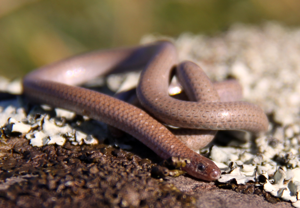 Flinders Ranges Worm-Lizard