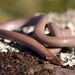 Flinders Ranges Worm-Lizard - Photo (c) margot_oorebeek, some rights reserved (CC BY-NC), uploaded by margot_oorebeek