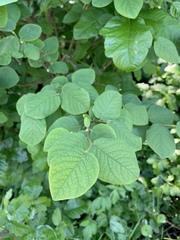 Dirca occidentalis