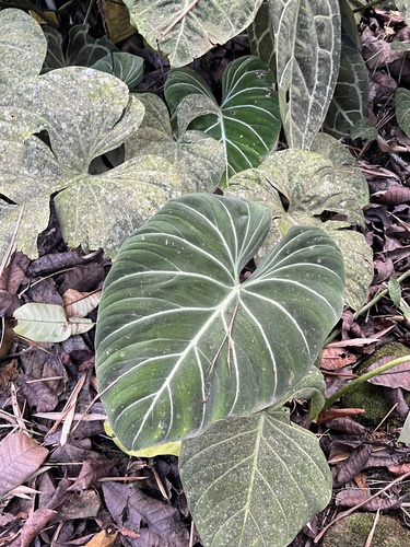 Philodendron gloriosum