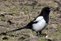 Pica pica