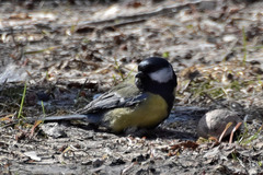 Parus major