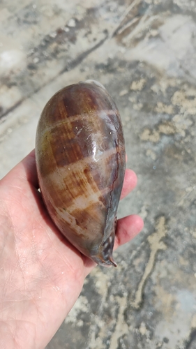 Cypraea cervus observed 2026-05-17