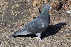 Columba livia domestica