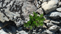 Ranunculus sericophyllus