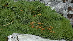 Kelleria croizatii