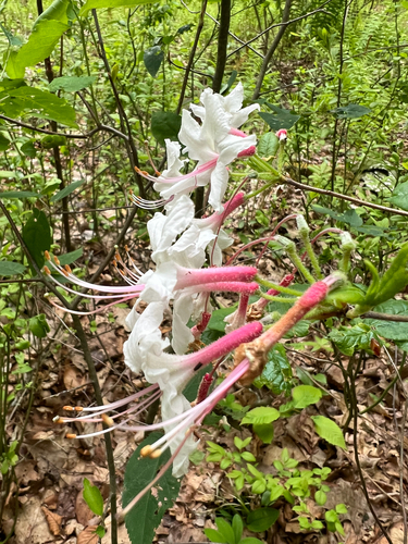 Pinxter Flower