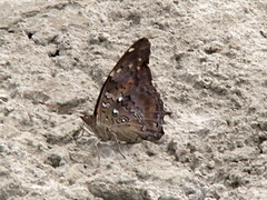 Historis acheronta