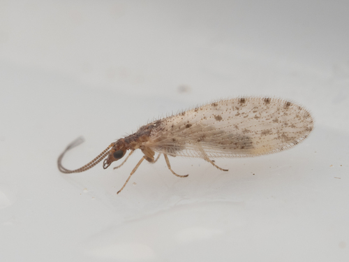 Sympherobius perparvus