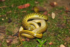 Military Ground Snake photo 3