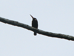 Galbalcyrhynchus leucotis