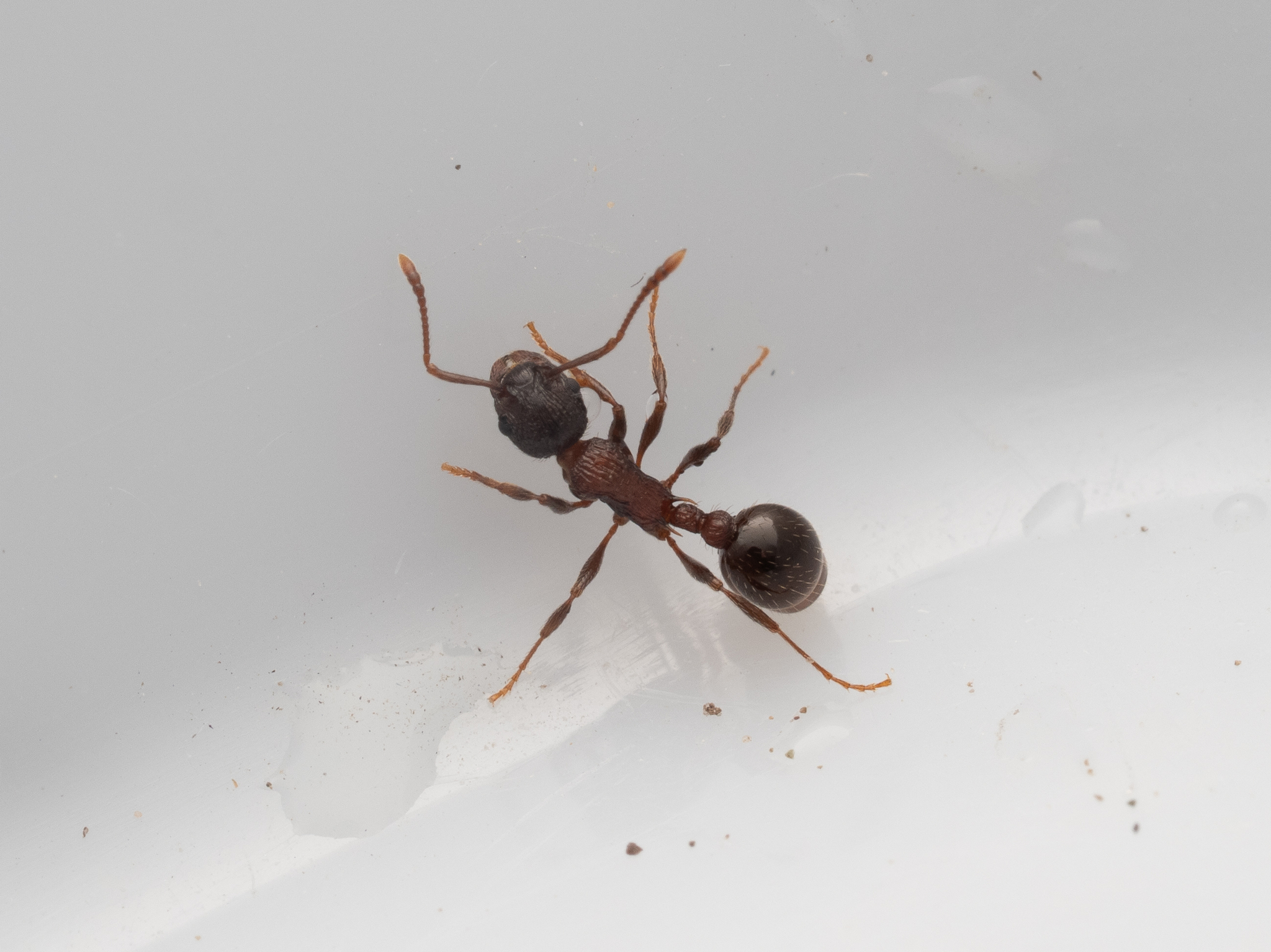 Myrmica discontinua
