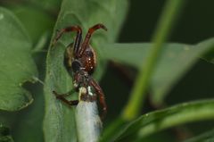 Bijoaraneus mitificus
