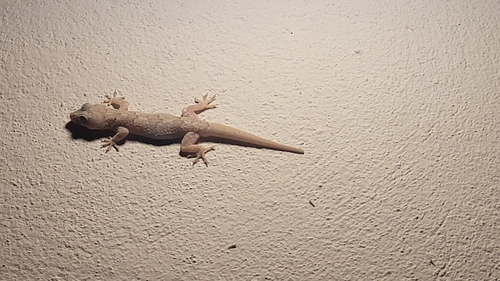 Tropical House Gecko