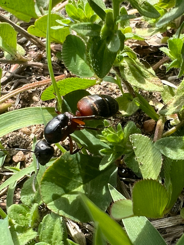 Ferruginous Carpenter Ant