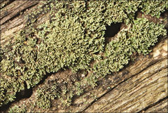 Neophyllis melacarpa