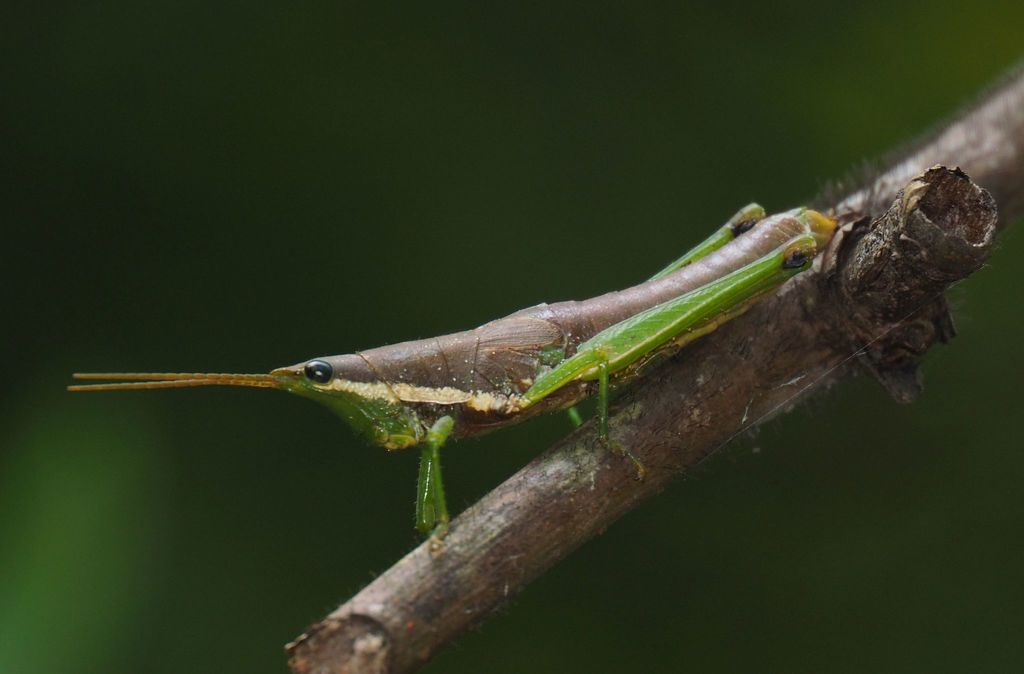 Feacris