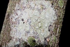 Pertusaria pertractata