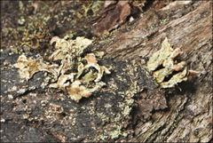 Thysanothecium scutellatum