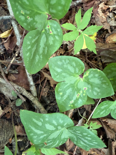 sharp-lobed hepatica