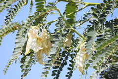 Sesbania grandiflora
