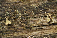 Thysanothecium scutellatum