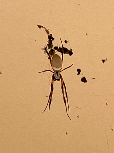 Australian Golden Orbweaver