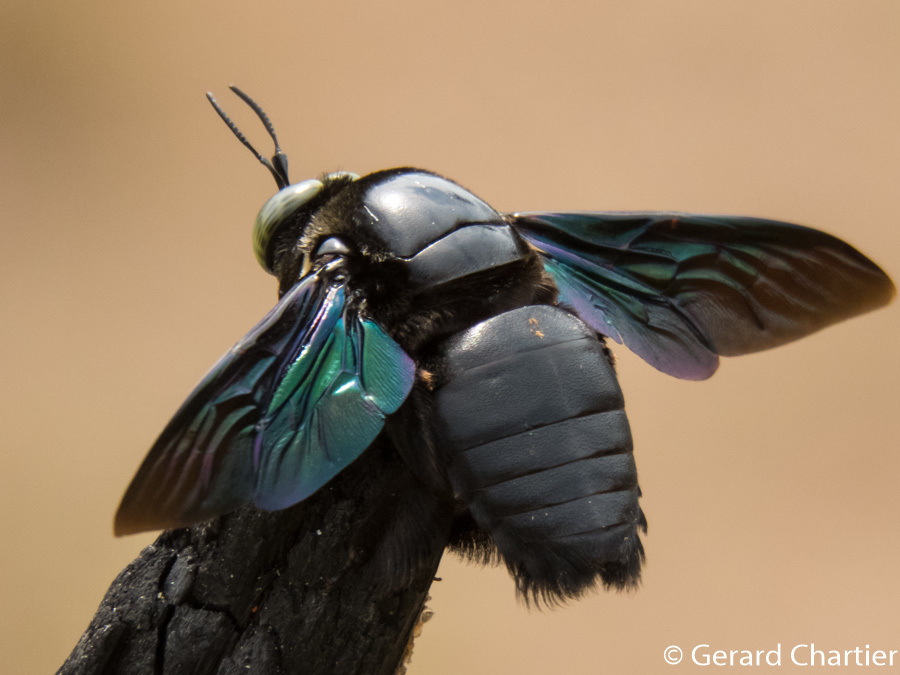 Broad-handed Carpenter Bee (Xylocopa latipes) · iNaturalist