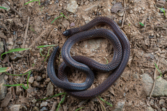 Anderson's Reed Snake photo 1