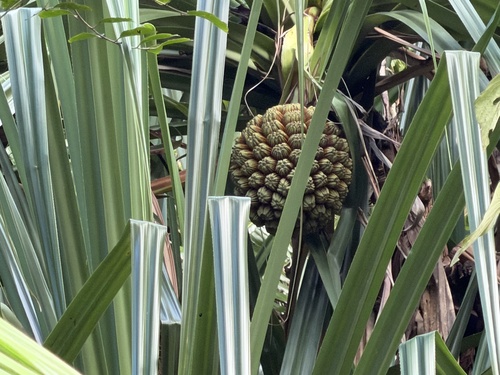 Pandanus solms-laubachii observed 2026-05-23