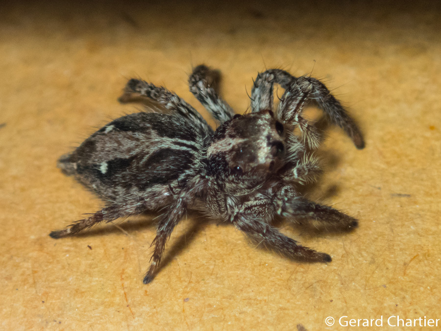 Pantropical Wall Jumper