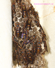 Polistes snelleni