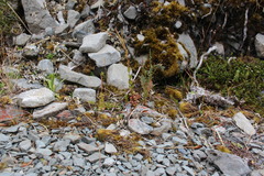 Epilobium chlorifolium