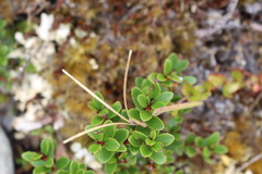 Epilobium chlorifolium