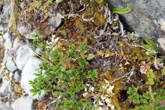 Epilobium chlorifolium