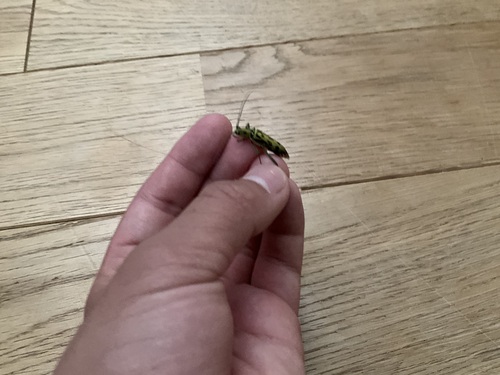 Demonax notabilis