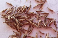 Carex forsteri