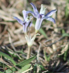Androstephium coeruleum